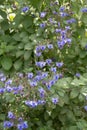 Blue butterfly bush Rotheca myricoides Ã¢â¬â¢UgandenseÃ¢â¬â¢ÃÂ purple-blue flowering bush